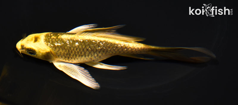 5.5" GINRIN KI MATSUBA BUTTERFLY