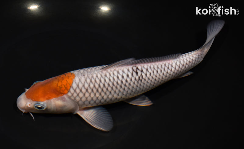 9.75" OCHIBA SHIGURE