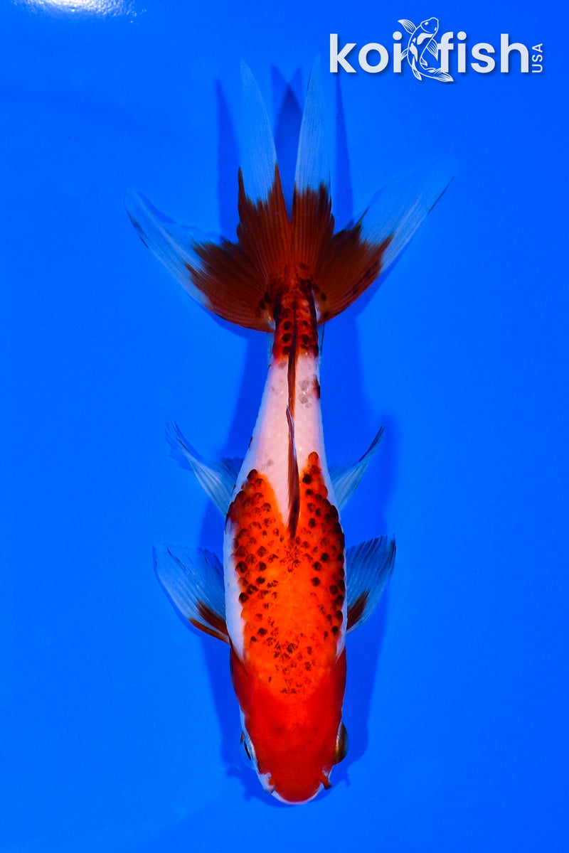 5.25" WATONAI GOLDFISH