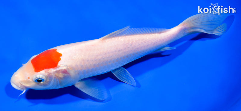 8.5" TANCHO KOHAKU