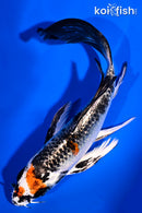 6.25" KUJAKU BUTTERFLY