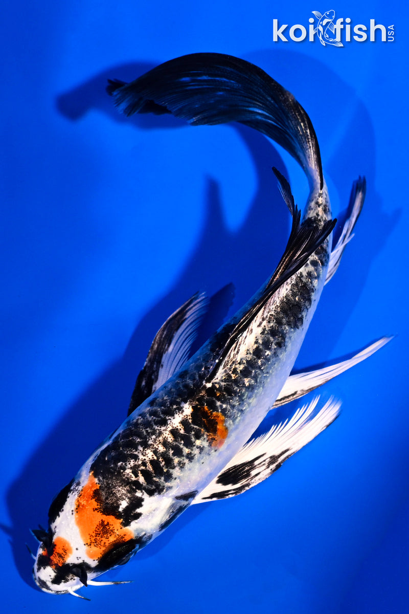 6.25" KUJAKU BUTTERFLY