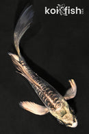 3.75" KIKOKURYU BUTTERFLY