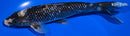 9.5" GINRIN MATSUKAWABAKE