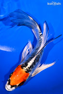 6.75" TANCHO DOITSU KUJAKU BUTTERFLY