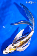 8.75" KIN KIKOKURYU BUTTERFLY