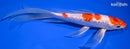 7.5" GINRIN HARIWAKE BUTTERFLY