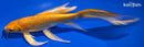 8.5" ORENJI OGON BUTTERFLY
