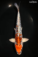 9.5" DOITSU KUJAKU