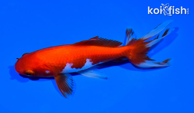 5.5" WAKIN GOLDFISH