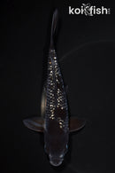 6.25" GINRIN OCHIBA SHIGURE