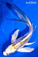 8" KIN KIKOKURYU BUTTERFLY
