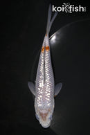 5.75" GINRIN OCHIBA SHIGURE