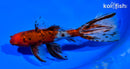 6.5" CALICO WATONAI GOLDFISH