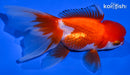 4.75" ORNDA GOLDFISH