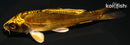 4.75" KIN KIKOKURYU