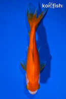 5" WAKIN GOLDFISH