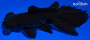 4.5" FANTAIL BLACK MOOR GOLDFISH