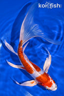 11" KIKUSUI BUTTERFLY