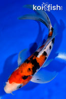 9" SANKE BUTTERFLY