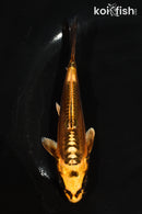 5" GINRIN BENI KIKOKURYU