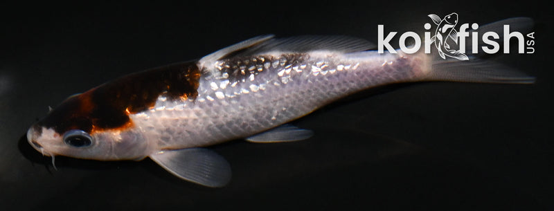 4.5" GINRIN BUDO GOROMO