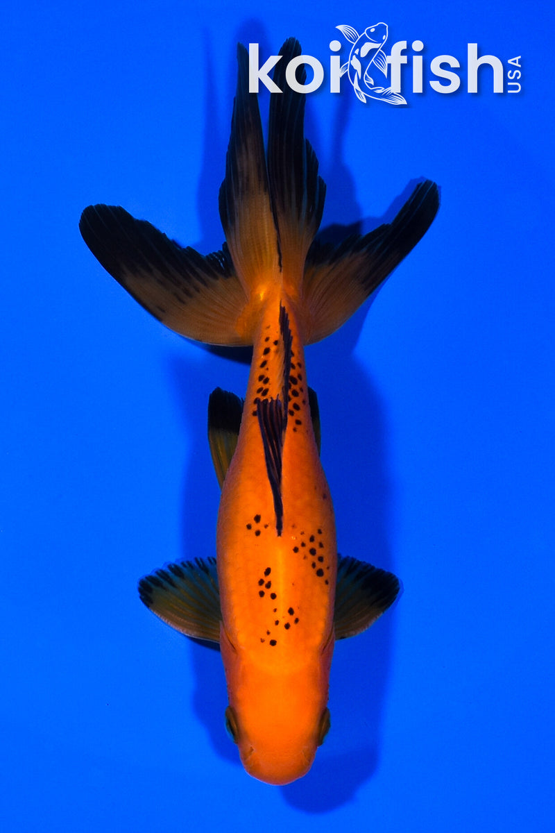 5.5" WATONAI GOLDFISH