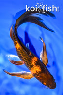 7.5" KIN HI UTSURI BUTTERFLY