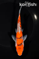 6.25" GOSHIKI