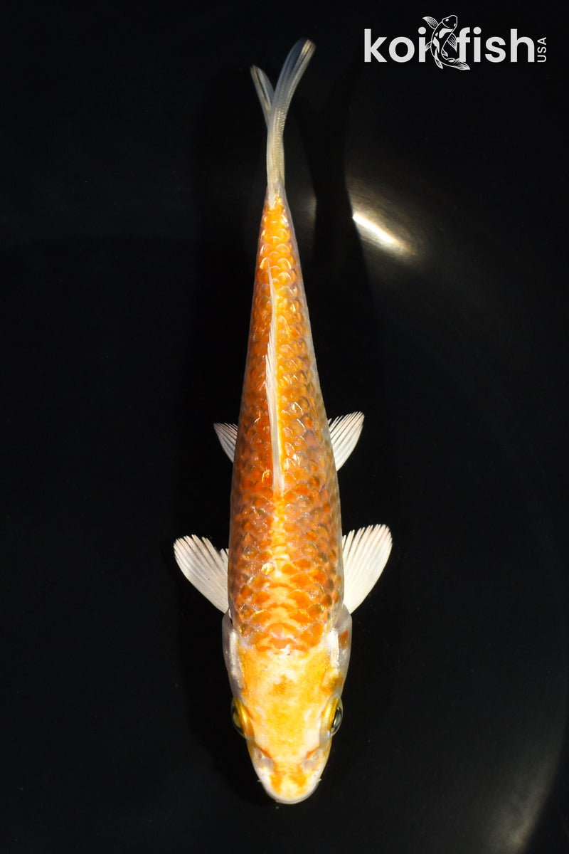 5" GINRIN HARIWAKE