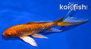 5" DOITSU ORENJI OGON BUTTERFLY