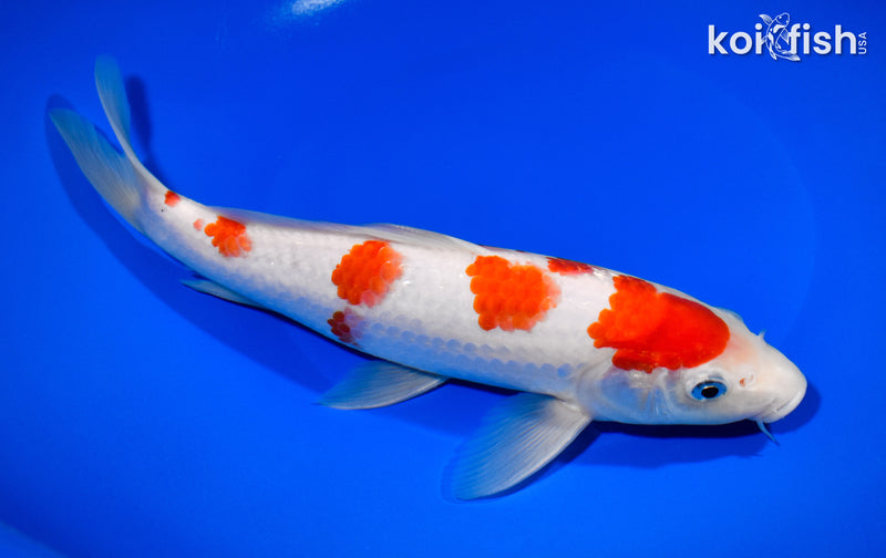 9.5" KOHAKU