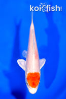 5.25" TANCHO HARIWAKE
