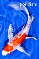 8.75" HARIWAKE BUTTERFLY
