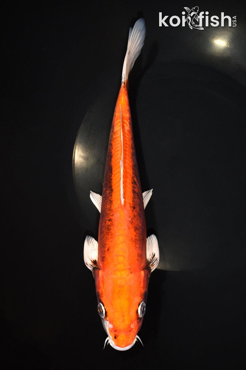 10" BENI KIKOKURYU