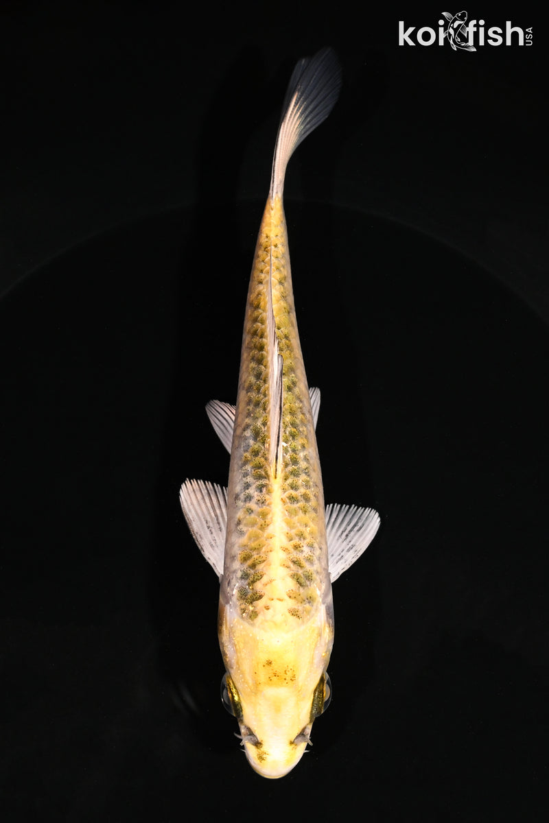 5.5" KUJAKU