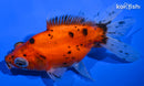 5" CALICO TELESCOPE FANTAIL GOLDFISH