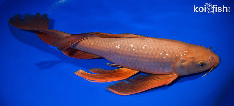 15" CHAGOI BUTTERFLY