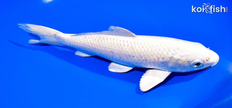 8.25" PLATINUM OGON