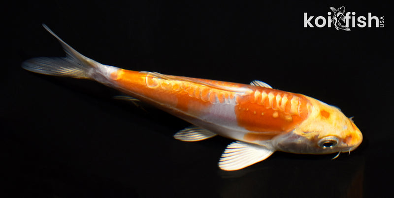 5.25" DOITSU HARIWAKE