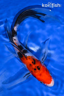 8" SANKE BUTTERFLY