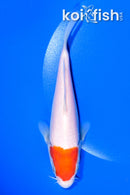 6" KOHAKU