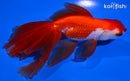 5.25" WATONAI GOLDFISH