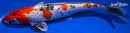 11" GINRIN YAMATO NISHIKI