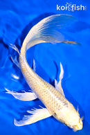 9.25" KI MATSUBA BUTTERFLY