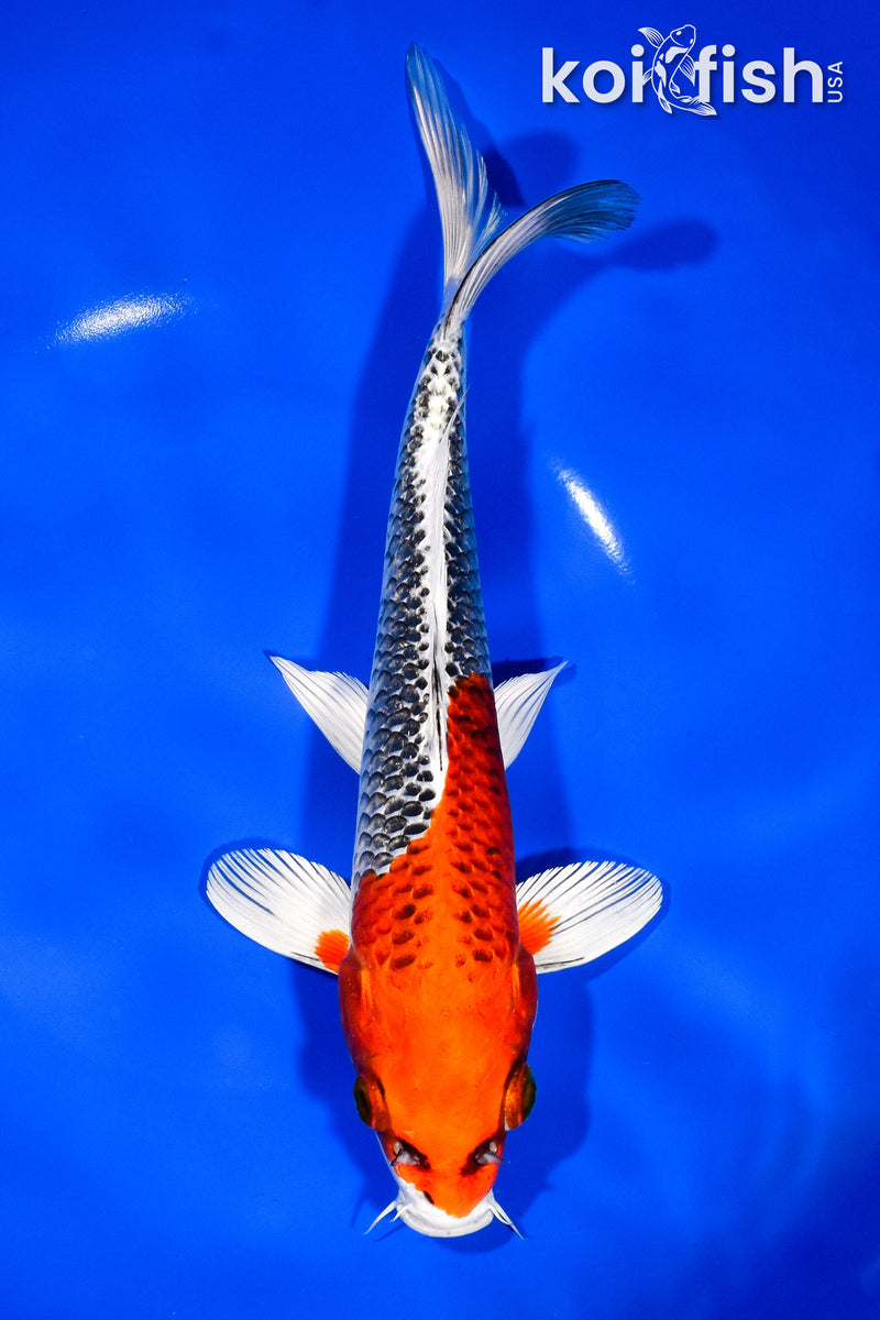 9.5" KUJAKU