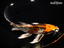 9.5" KUJAKU BUTTERFLY
