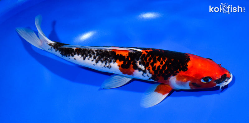 11.25" BENI MATSUKAWABAKE