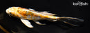 6.75" KIN KIKOKURYU BUTTERFLY