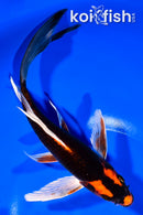 7.75" ORENJI MATSUBA BUTTERFLY